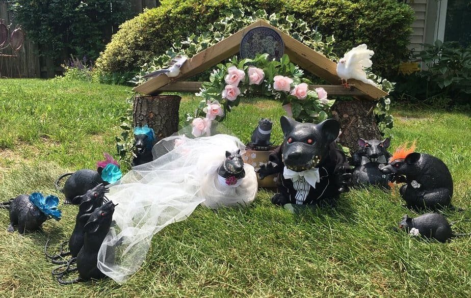 Rat wedding party
