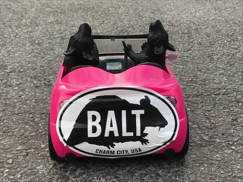 rats in natty car